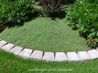 image of grass