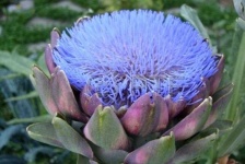 image of artichoke_flower #73