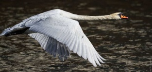 image of swan #14