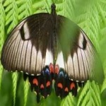 image of animal