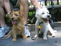 image of norfolk_terrier