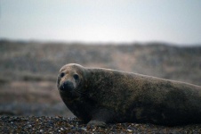 image of animal