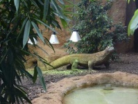 image of komodo_dragon