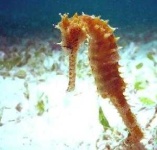 image of sea_horse