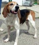 image of walker_hound