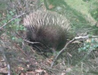 image of echidna
