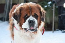 image of saint_bernard