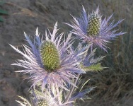 image of flower