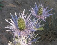 image of alpine_sea_holly #8