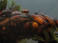 image of cockroach