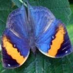 image of animal