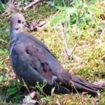 image of bird