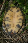 image of mud_turtle