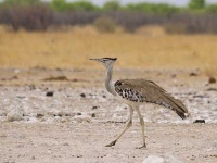 image of bustard