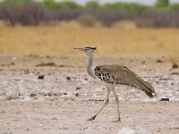 image of bustard #3