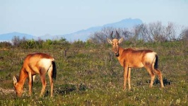 image of hartebeest