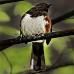 image of bird
