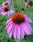 image of flower