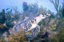 image of hawksbill