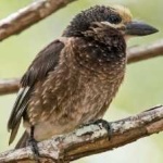 image of bird