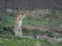 image of cheetah