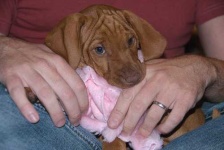 image of vizsla