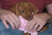 image of vizsla #21