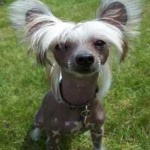 image of animal