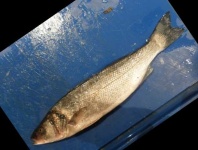 image of fish