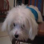 image of animal