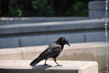 image of animal