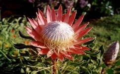 image of flower