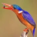 image of bird