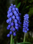 image of grape_hyacinth #23