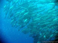 image of coral_reef