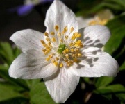 image of flower
