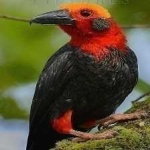 image of bird