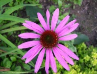 image of flower