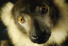 image of indri