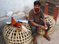 image of cock