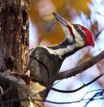 image of woodpecker #11