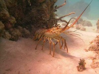 image of spiny_lobster