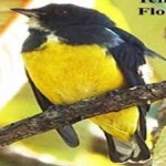image of bird