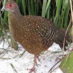 image of bird