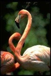 image of animal
