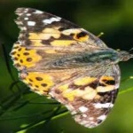 image of animal