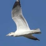 image of bird