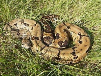 image of king_snake