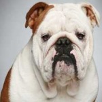 image of animal