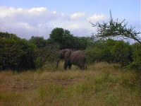 image of african_elephant